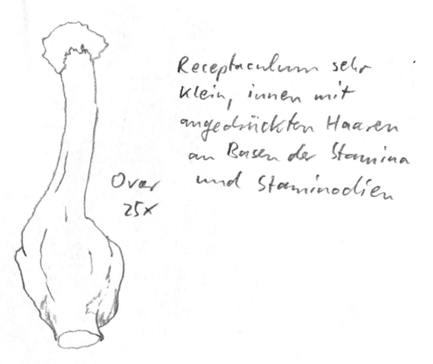 Vorschaubild Persea spec., Vasquez 29220